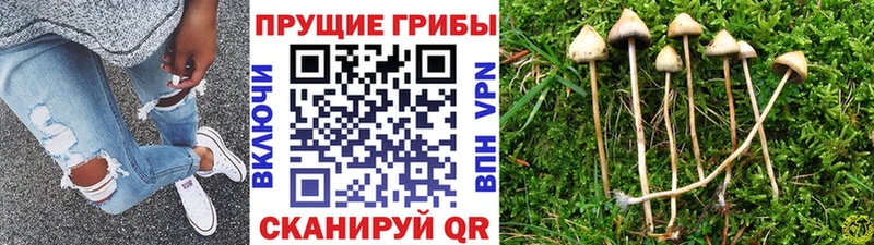 где купить наркоту Игра MEGA как зайти Псилоцибиновые грибы Psilocybe